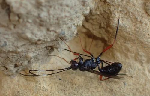 Stenarella domator
